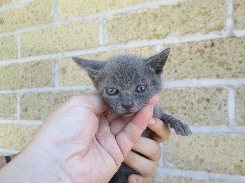 Comune Di Pesaro Riapertura Al Pubblico Del Gattile Per Le Adozioni