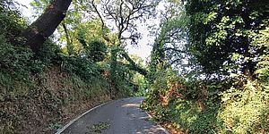 Strada Leccia chiusa  per l’albero che è caduto invadendo la carreggiata