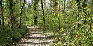 Ricci e la 'città-giardino': «Boschi nei quartieri, da noi scelta urbanistica netta»