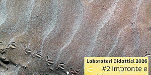 immagine di Impronte e indizi degli animali