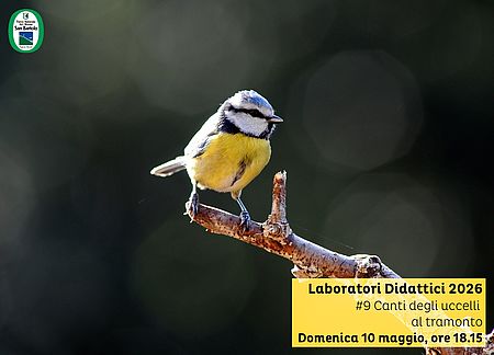 locandina di Canti degli uccelli al tramonto
