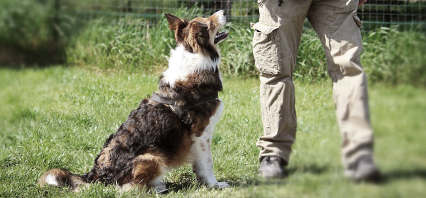 immagine addestramento cane
