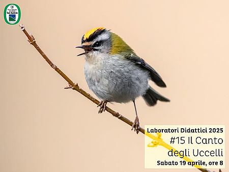 locandina il Canto degli Uccelli