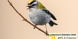 locandina il Canto degli Uccelli