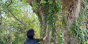 Biancani con albero