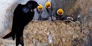 Fotografia rondine con i piccoli