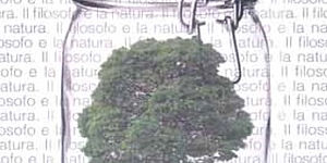 Immagine di un albero dentro un contenitore