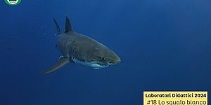 Laboratorio San Bartolo n. 18