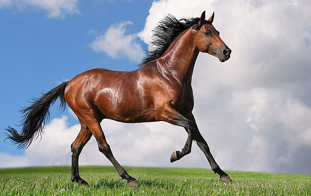 immagine cavallo