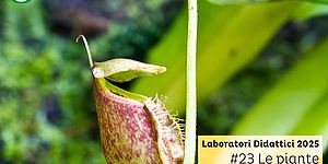 immagine di Le piante carnivore