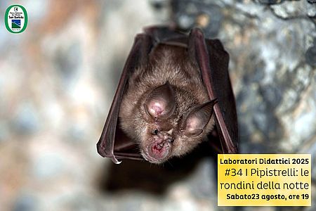 locandina di I pipistrelli, le rondini della notte