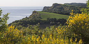 San Bartolo con ginestree mare