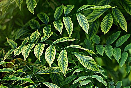Immagine di foglie verdi