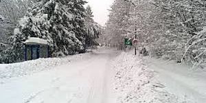 alberi strada con neve