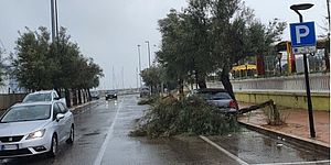 Albero caduto vicino una macchina