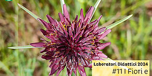 Locandina laboratorio I fiori e i suoni