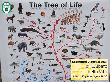 Laboratorio L'albero della vita