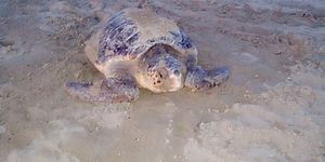 Tartaruga Luciana, avviso pubblico per la creazione del logo. Vimini: “L’intento è quello di coinvolgere la collettività”