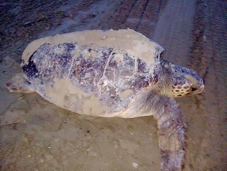 Una tartaruga Caretta Caretta ha nidificato a Baia Flaminia 