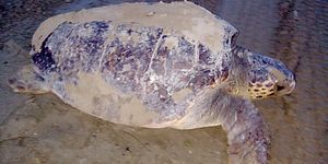 Una tartaruga Caretta Caretta ha nidificato a Baia Flaminia 