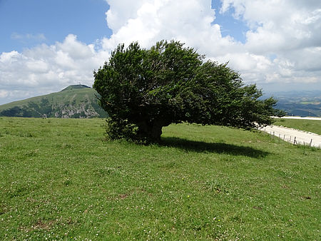 Il bosco risonante_Pesaro2024