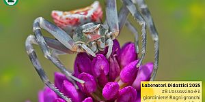 Locandina Laboratori didattici 2025 n. 8 