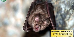 fotografia di un pipistrello a testa in giù