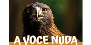 particolare della locandina particolare aquila