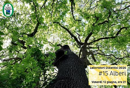 Locandina di Alberi