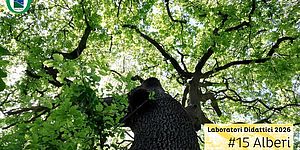 Locandina di Alberi