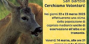 Censimento 2025 del Capriolo nel Parco San Bartolo: immagine di un capriolo