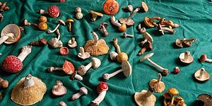 particolare foto locandina