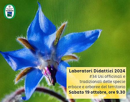 Foto ingrandita di un fiore di colore blu e viola