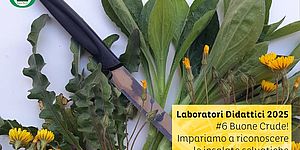 immagine di Buone crude con erbe edibili e coltellino