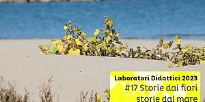 spiaggia, mare e piante spontanee