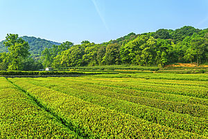 Foto di terreno agricolo