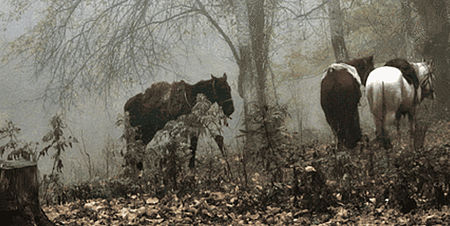 Fotografia di cavalli in un bosco