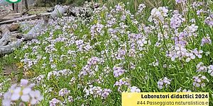 fotografia di erba fiori e tronchi di albero a ridosso della spiaggia