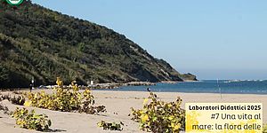 foto di Una vita al mare: la flora delle sabbie 