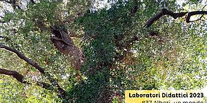 Immagine Laboratorio didattico n.37 Arbotrekking