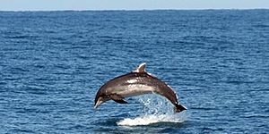 Delfini avvistati a Pesaro, Ricci: «È la  conferma di quanto il nostro mare sia pulito»