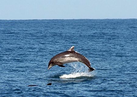 Delfini avvistati a Pesaro, Ricci: «È la  conferma di quanto il nostro mare sia pulito»