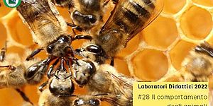 Laboratorio  il comportamento degli animali