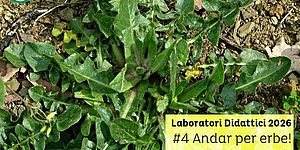 locandina di Andar per erbe!