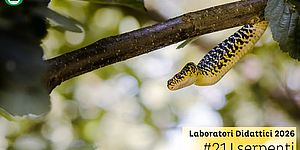locandina I Serpenti