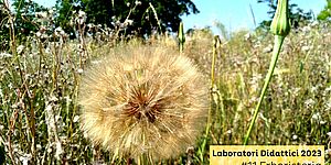 Laboratori Didattici 2023 #11 Erboristeria itinerante