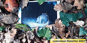 Laboratorio alla scoperta degli animali notturni