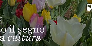 Tulipani