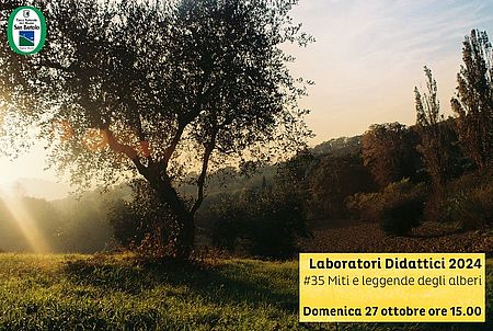 Fotografia di un albero controluce