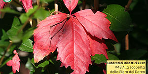 Laboratori Didattici Parco San Bartolo